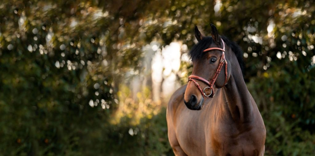 Braunes Pferd mit Trense in Natur
