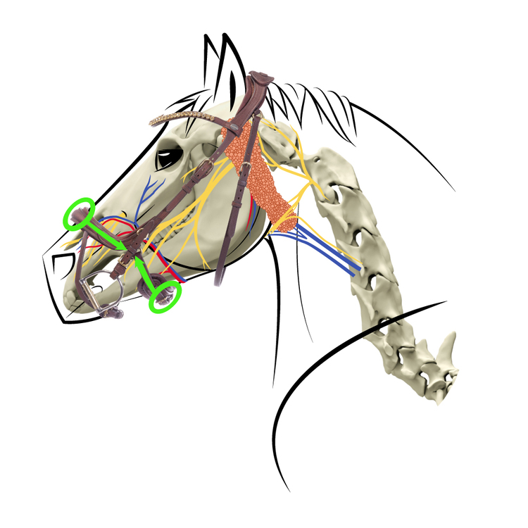 Skizze Pferdekopf mit Skelett, Nervenbahnen und englischer Trense