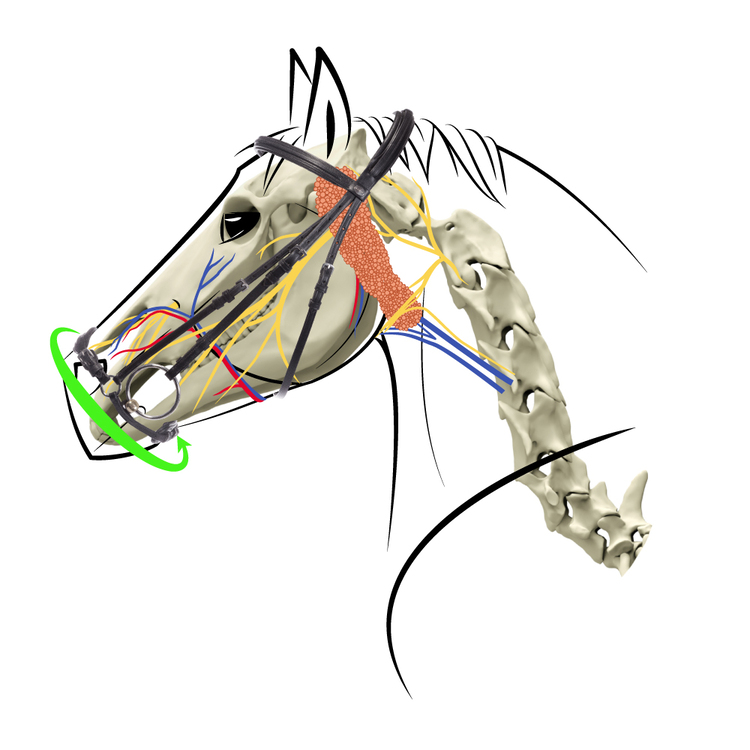 Skizze Pferdekopf mit Skelett, Nervenbahnen und hannoverscher Trense