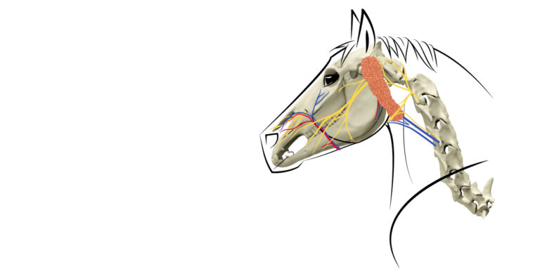 Trensen Teil 1/4 – Anatomie von Skelett bis Nervenbahnen
