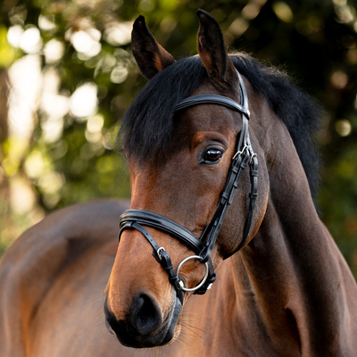 Braunes Pferd mit englischer Trense