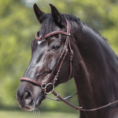 Braunes Pferd mit hannoverscher Trense
