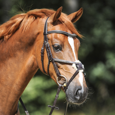 Braunes Pferd mit Kavalkade Trense Diandro