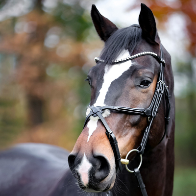 Braunes Pferd mit mexikanischer Trense