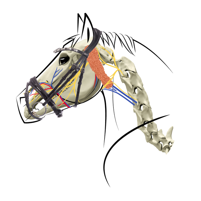 Kavalkade klassische Trense auf Pferdeskizze mit Skelett und Nervenbahnen